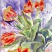 dorota_baer